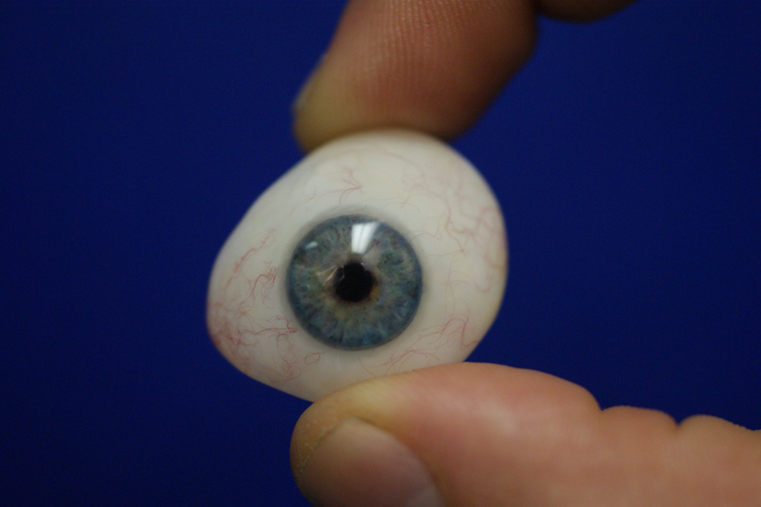 eye prosthesis scaled